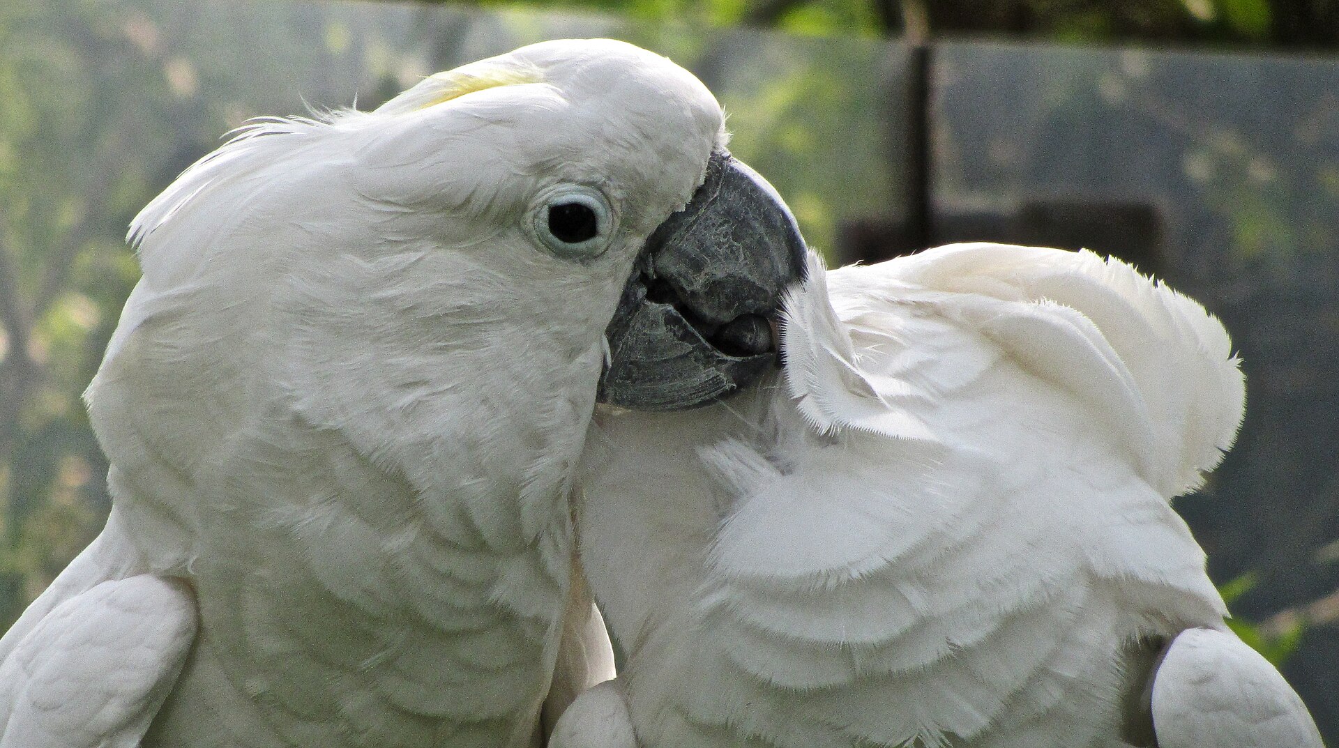 A Battle Creek Family Day: A Zoo, a Water Park, and a Bird Sanctuary Fit for a Cereal Fortune