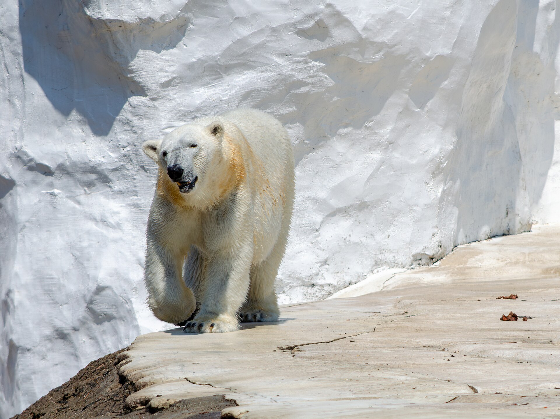 A polar bear walking across the rocks of the Arctic Ring of Life at the Detroit Zoo