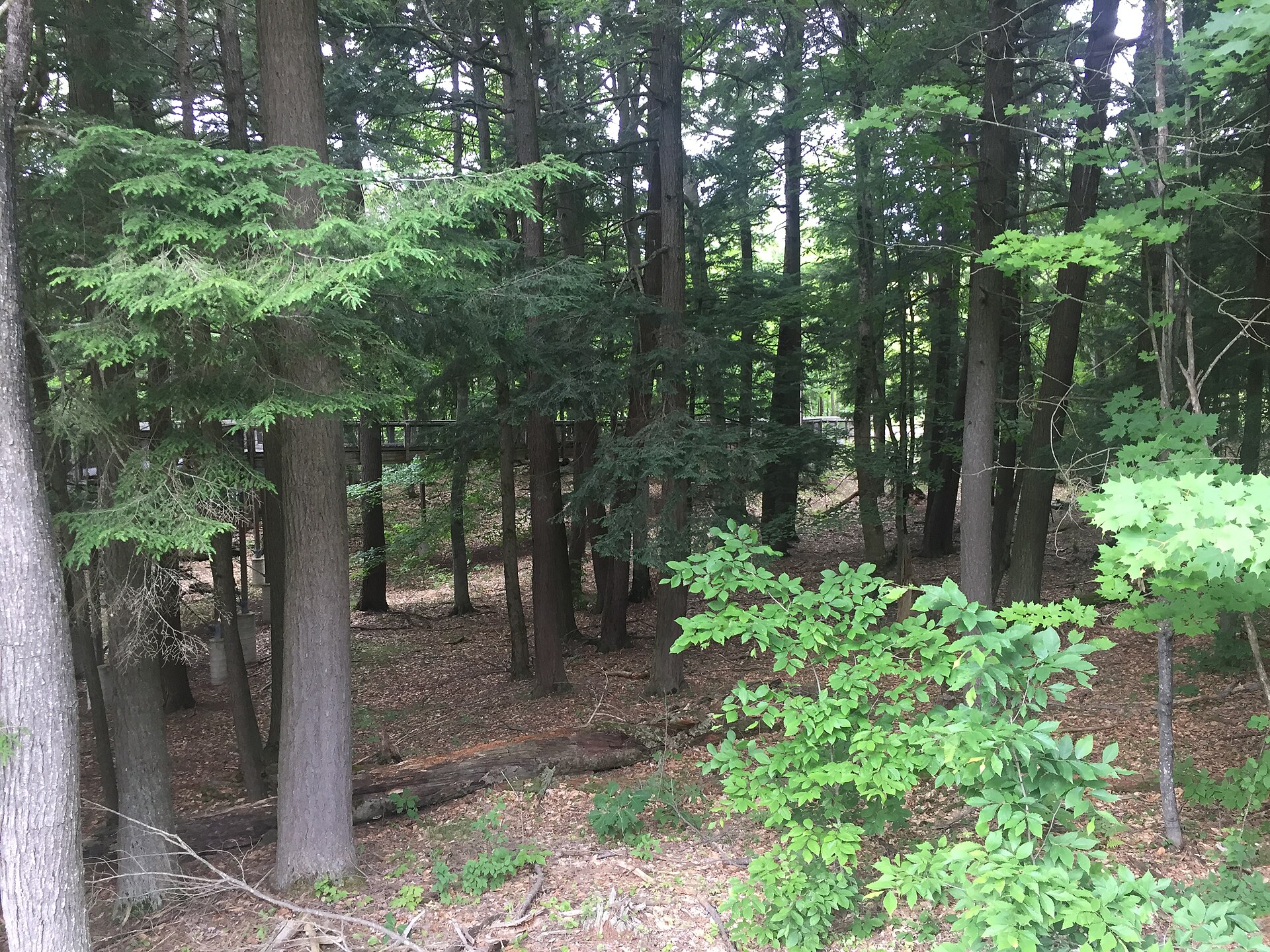 Grayling: Where the Au Sable Begins and the National Guard Trains