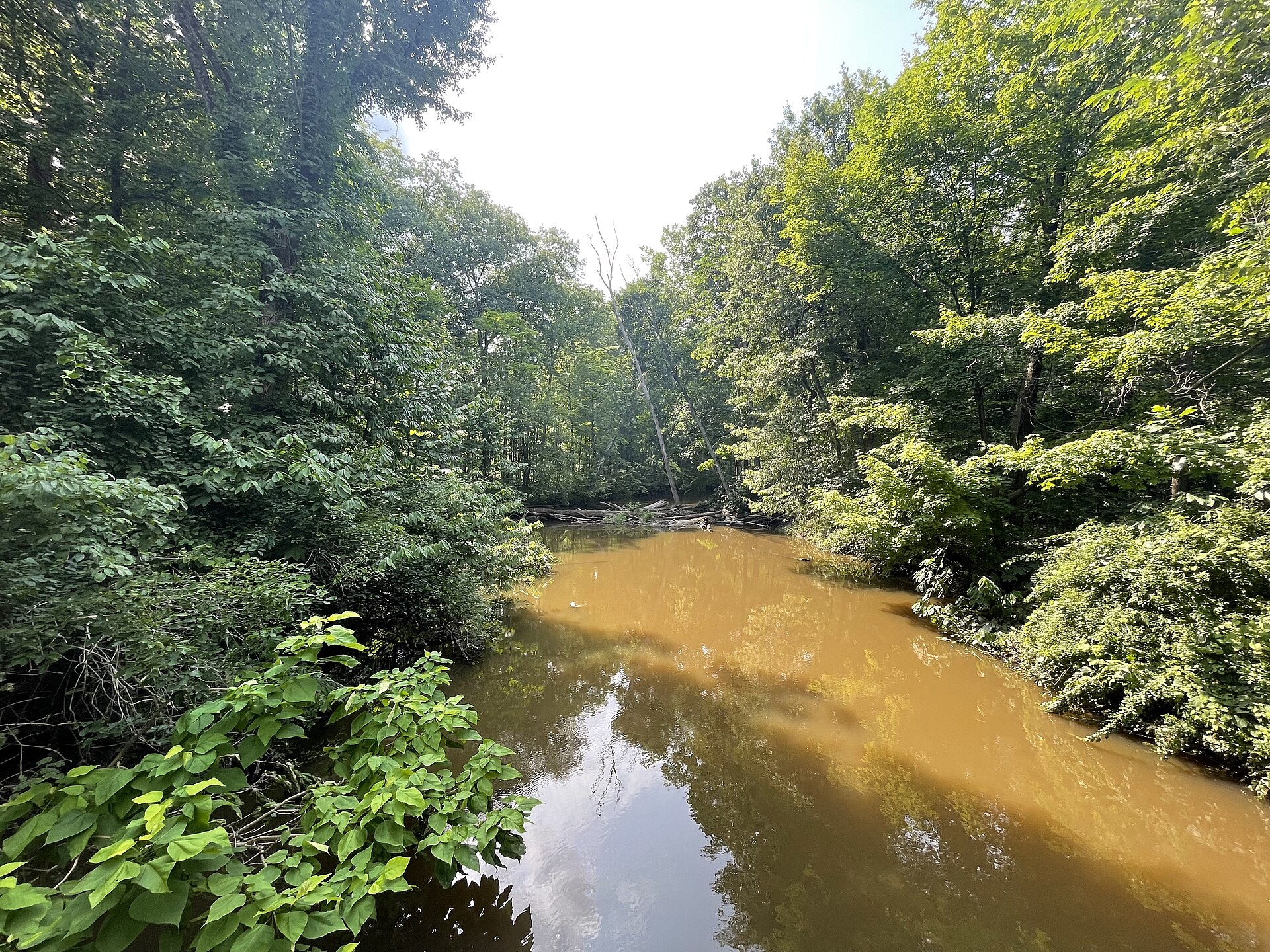 The Galien River winding through the old-growth forest of Warren Woods State Park near Three Oaks, Michigan