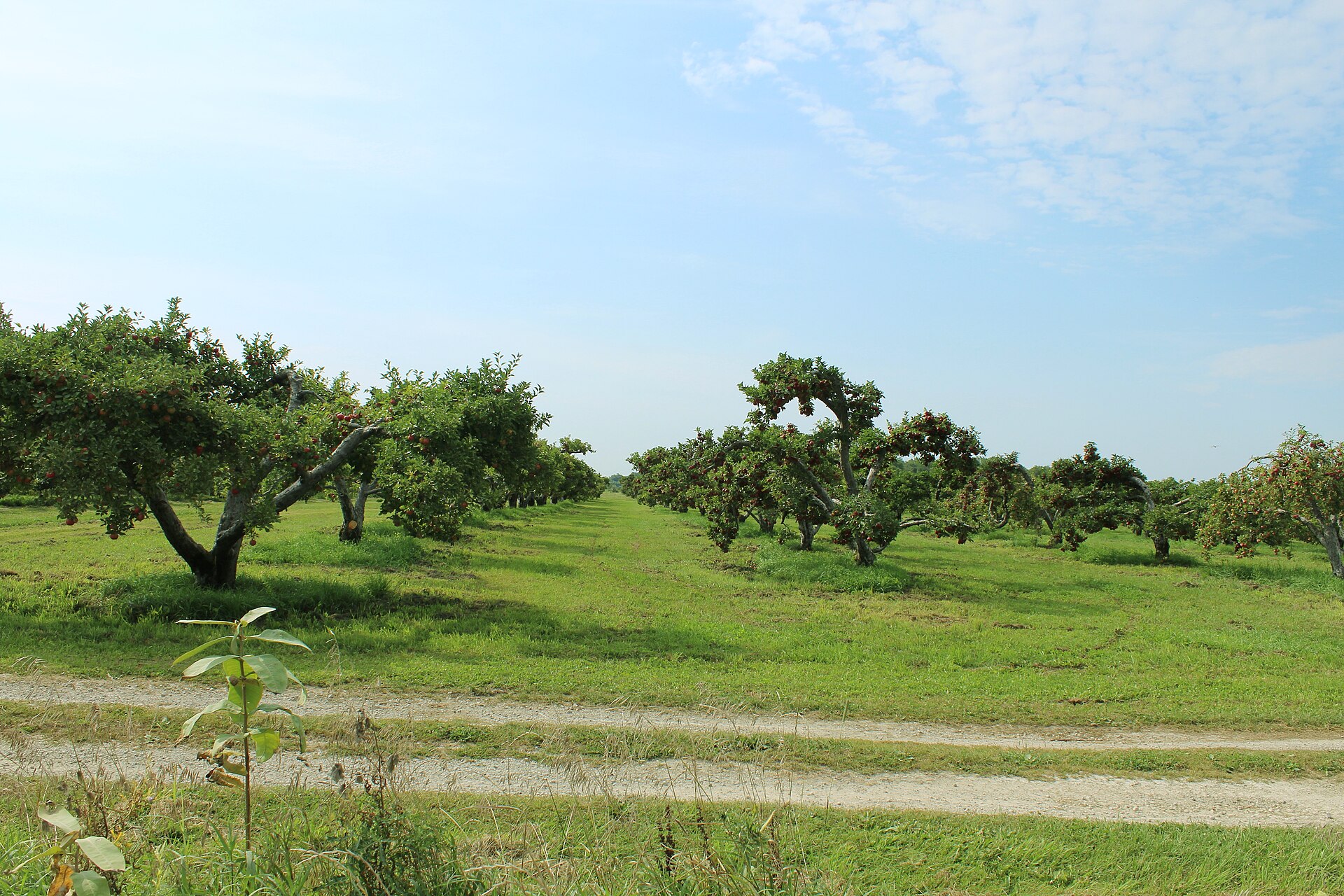 An apple orchard at Wassem Fruit Farm in Augusta Township, Michigan