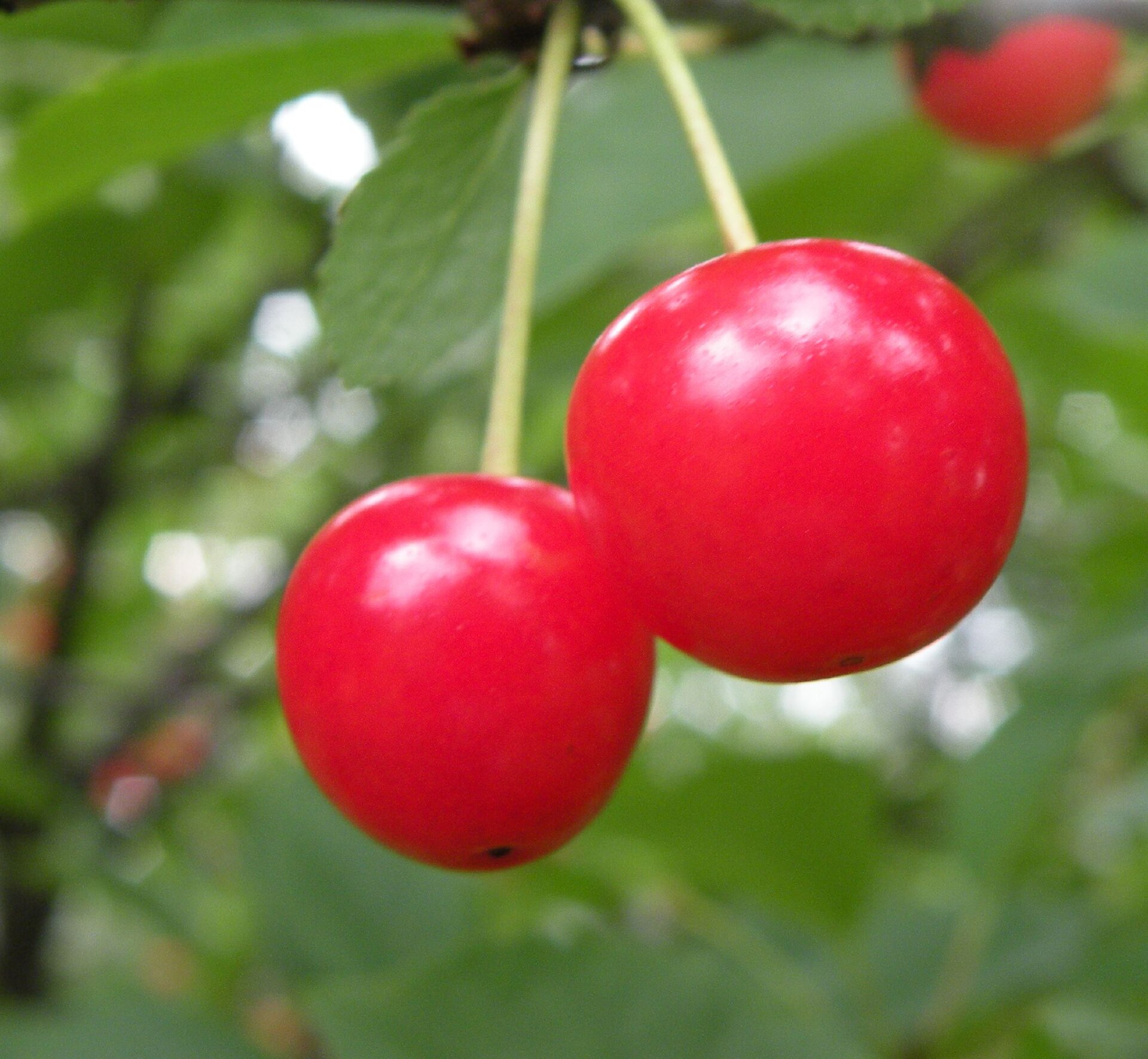 A bowl of fresh Montmorency tart cherries, Michigan's signature cherry variety