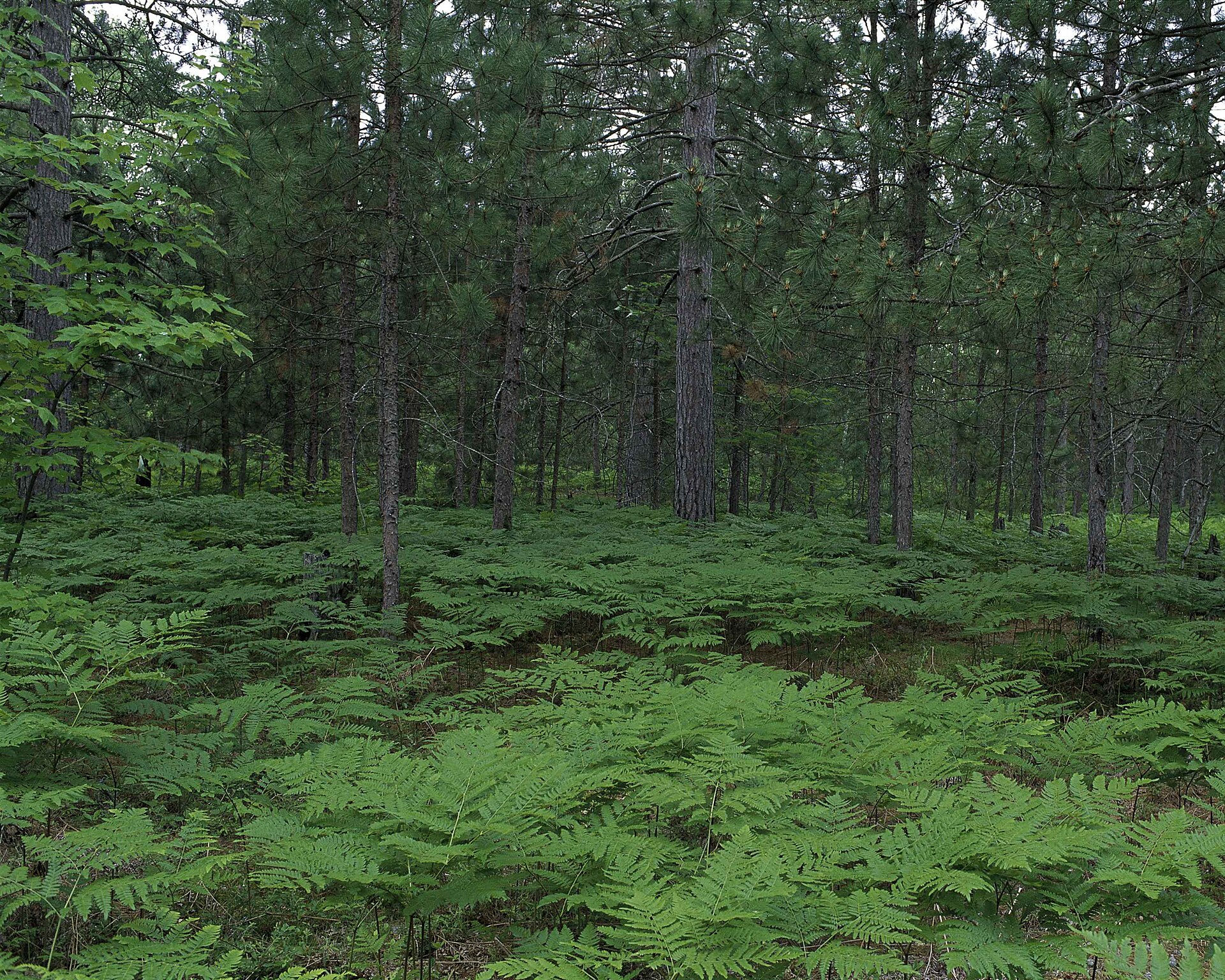 Seney: A 95,000-Acre Refuge Built by the CCC