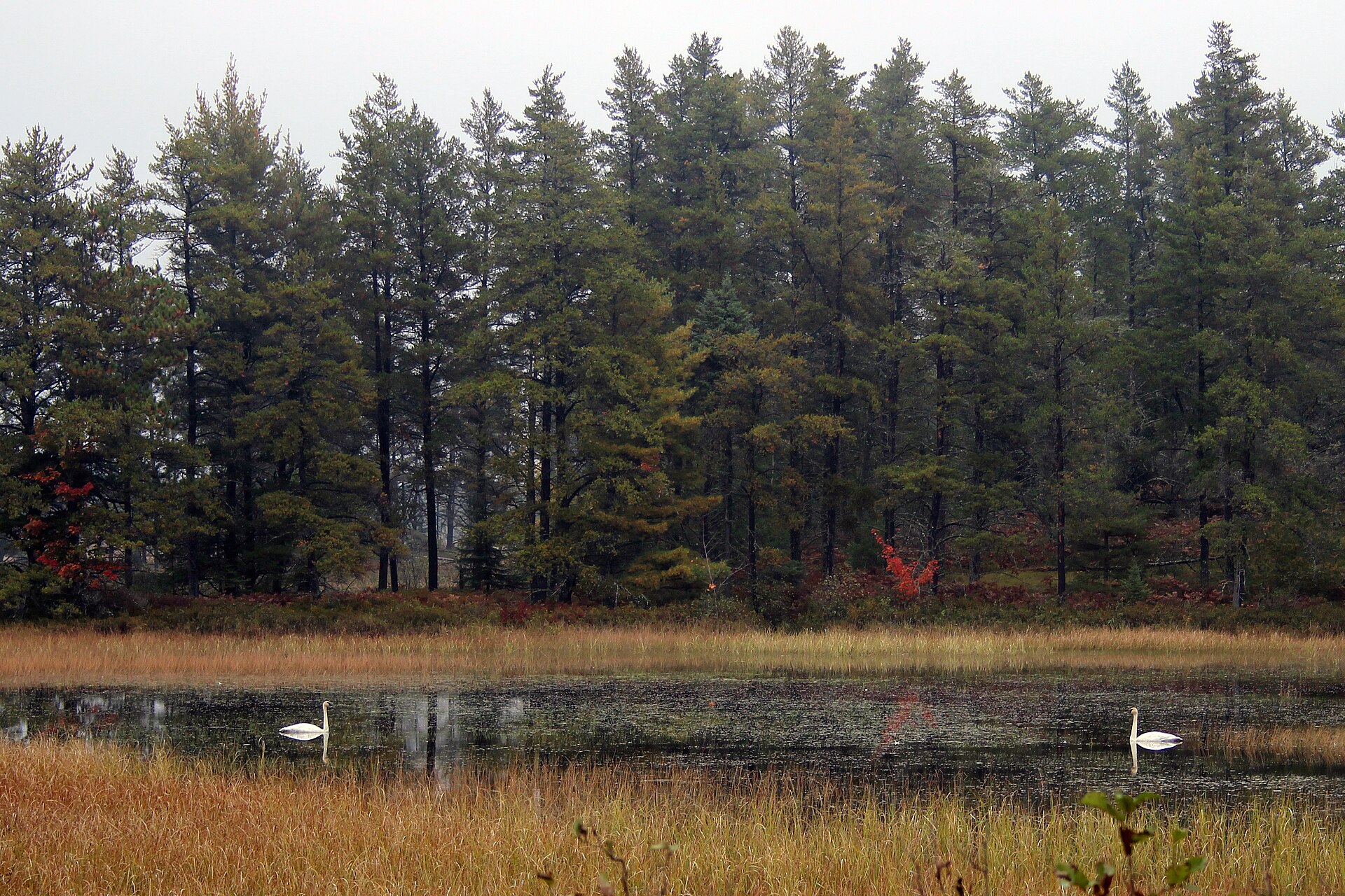 Seney: A 95,000-Acre Refuge Built by the CCC