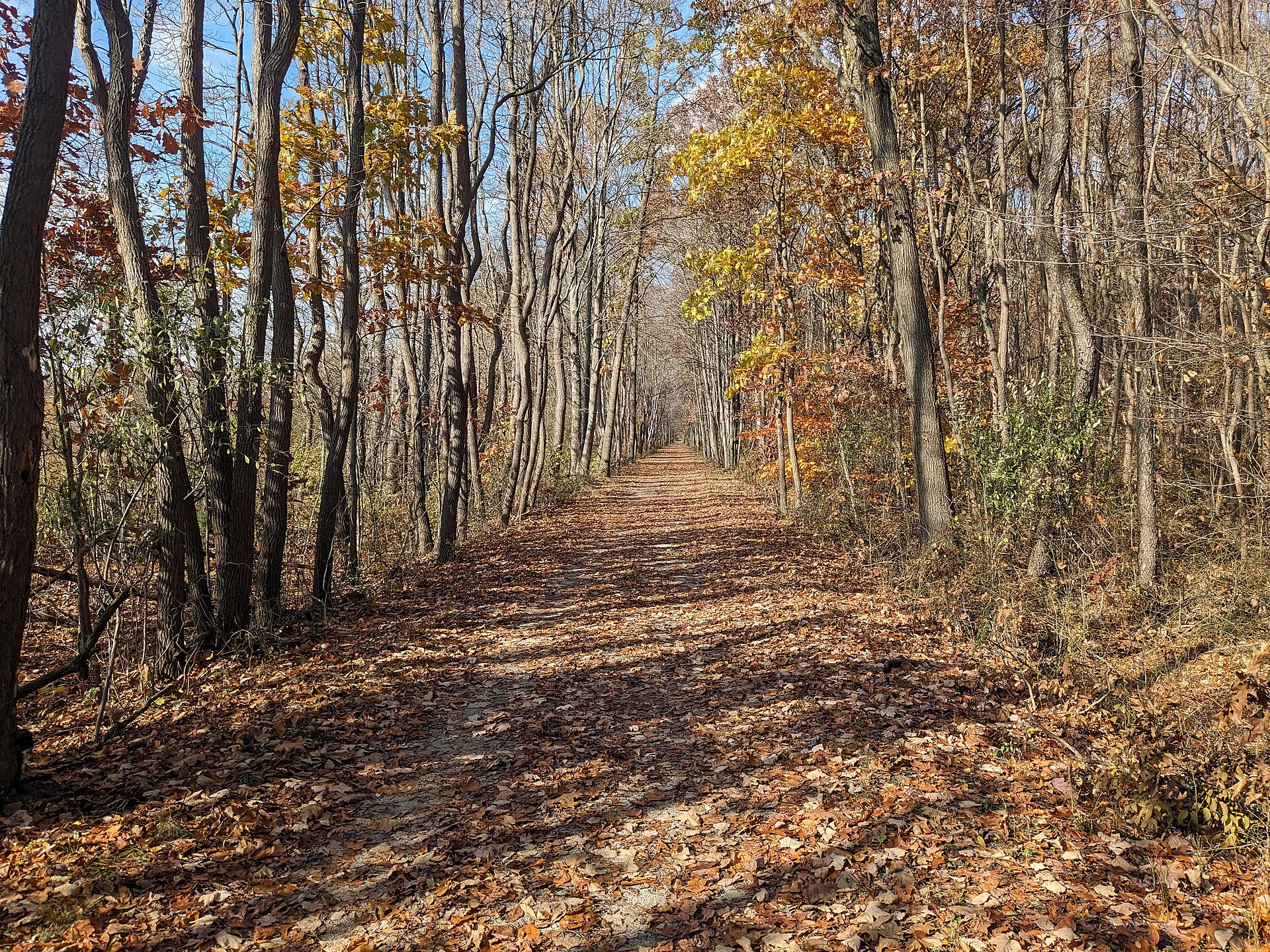 Fallen autumn leaves covering the Kal-Haven Trail, the rail trail linking Kalamazoo and South Haven, Michigan