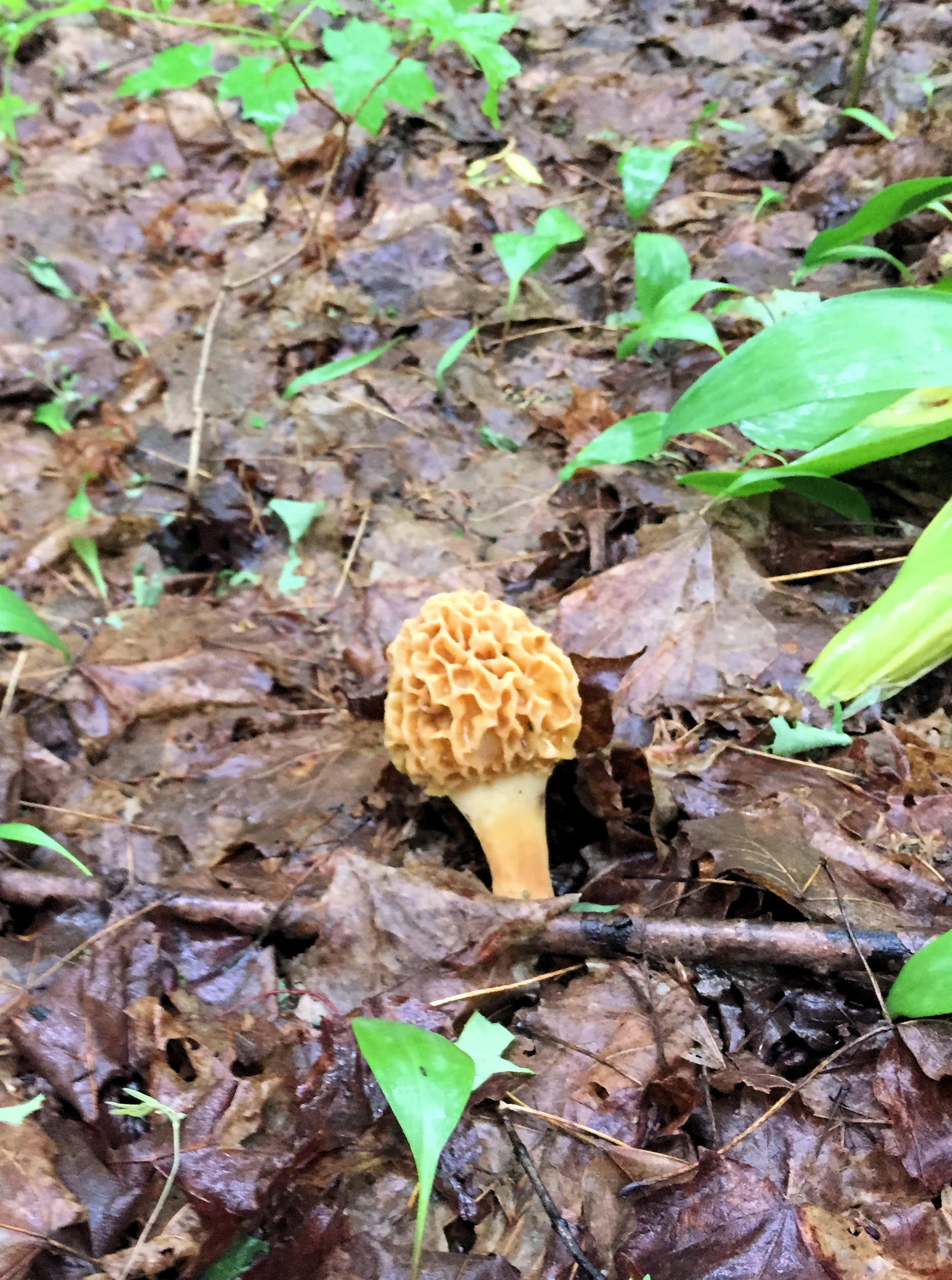 The Ultimate Morel Mushroom Hunting Guide: Uncover the Secrets of Finding Morels and Enjoy Mushroom Festivals in Michigan and Wisconsin