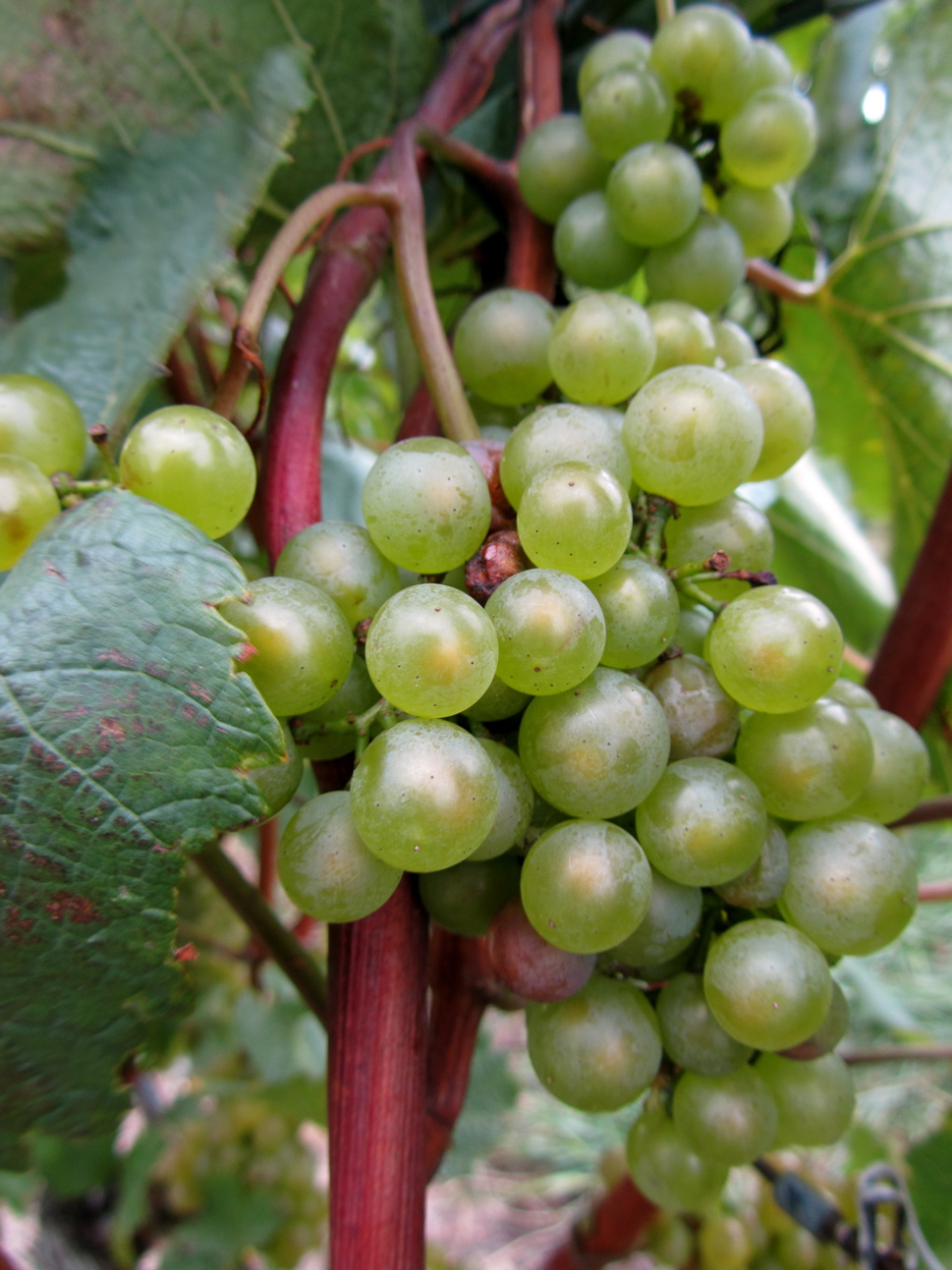 Traverse City Wine Country: Two Peninsulas