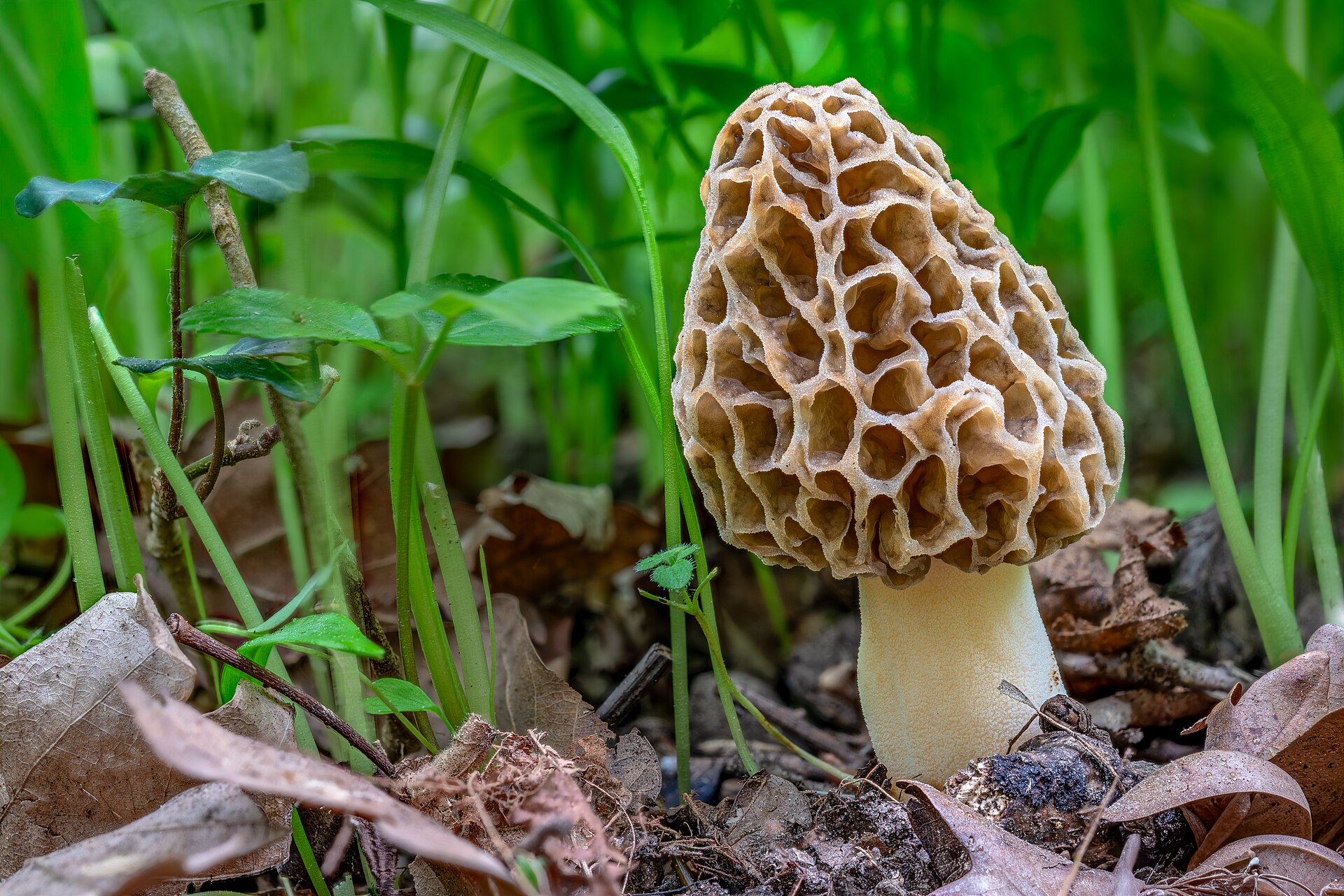 A common morel, Morchella esculenta, growing among wild garlic on a riparian forest floor