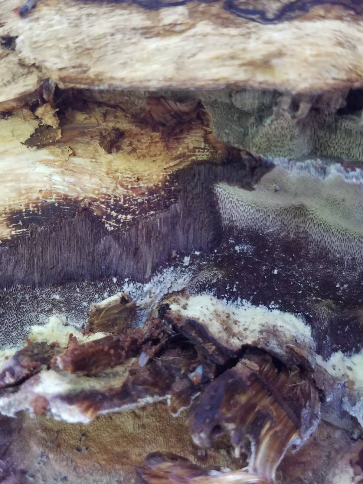 A black, charred-looking chaga conk, Inonotus obliquus, growing from the trunk of a white birch tree