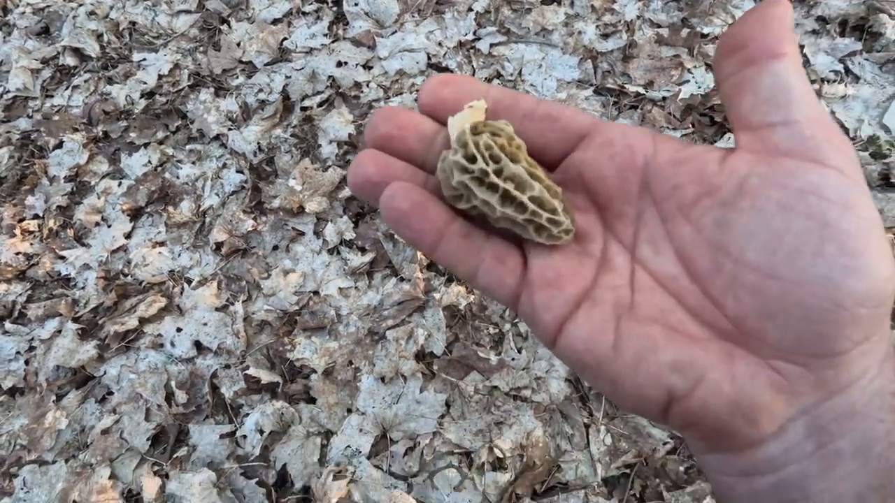 A morel held above leaf litter in a frame from the Mushroom Vision review collection